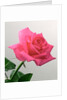 Pink Rose, 2005 by Norman Hollands