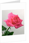 Pink Rose, 2005 by Norman Hollands
