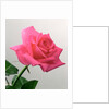 Pink Rose, 2005 by Norman Hollands