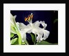 White lily, 1999 by Norman Hollands