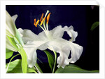 White lily, 1999 by Norman Hollands
