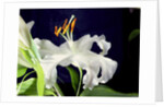 White lily, 1999 by Norman Hollands