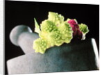 Romanescu in granite pestle & mortar, 2001 by Anonymous
