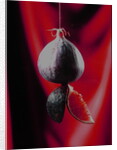 Fig on a string with segments, 2003 by Norman Hollands
