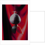 Fig on a string with segments, 2003 by Norman Hollands