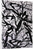 Magpies, 1997 by Nat Morley