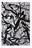 Magpies, 1997 by Nat Morley