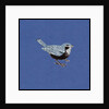 Sparrow, 2013 by Nat Morley