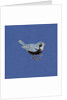 Sparrow, 2013 by Nat Morley