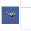 Sparrow, 2013 by Nat Morley