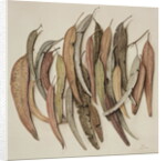 Eucalyptus Leaves, 2004 by Jenny Barron