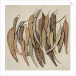 Eucalyptus Leaves, 2004 by Jenny Barron