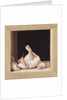Garlic, 2005 by Jenny Barron