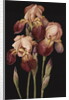 Irises, 2004 by Jenny Barron