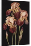 Irises, 2004 by Jenny Barron
