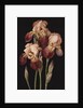 Irises, 2004 by Jenny Barron