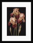 Irises, 2004 by Jenny Barron