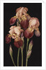 Irises, 2004 by Jenny Barron