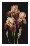 Irises, 2004 by Jenny Barron