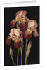 Irises, 2004 by Jenny Barron