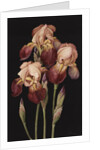Irises, 2004 by Jenny Barron