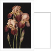 Irises, 2004 by Jenny Barron