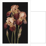 Irises, 2004 by Jenny Barron