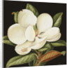 Magnolia Grandiflora, 2003 by Jenny Barron
