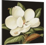 Magnolia Grandiflora, 2003 by Jenny Barron