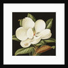 Magnolia Grandiflora, 2003 by Jenny Barron