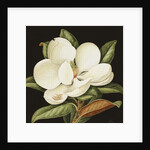 Magnolia Grandiflora, 2003 by Jenny Barron