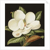 Magnolia Grandiflora, 2003 by Jenny Barron