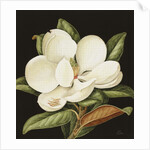 Magnolia Grandiflora, 2003 by Jenny Barron