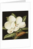 Magnolia Grandiflora, 2003 by Jenny Barron