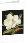 Magnolia Grandiflora, 2003 by Jenny Barron