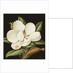 Magnolia Grandiflora, 2003 by Jenny Barron