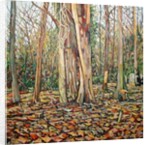 Winter Trunk, 2010 by Noel Paine