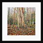 Winter Trunk, 2010 by Noel Paine