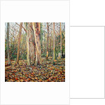 Winter Trunk, 2010 by Noel Paine