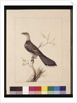 Page 1. Anomalous Hornbill: Signed l.c. Sarah Smith. Now known as a Channel-billed Cuckoo, c.1789-90 by Sarah Stone