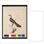 Page 1. Anomalous Hornbill: Signed l.c. Sarah Smith. Now known as a Channel-billed Cuckoo, c.1789-90 by Sarah Stone
