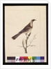 Page 3. Knob, Fronted Bee Eater: Signed l.c. Sarah Smith. Now known as a Friar bird, c.1789-90 by Sarah Stone