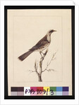 Page 3. Knob, Fronted Bee Eater: Signed l.c. Sarah Smith. Now known as a Friar bird, c.1789-90 by Sarah Stone