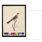Page 3. Knob, Fronted Bee Eater: Signed l.c. Sarah Smith. Now known as a Friar bird, c.1789-90 by Sarah Stone