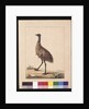 Page 7. New Holland Cassowary. Now known as an Emu, c.1789-90 by Sarah Stone