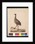 Page 7. New Holland Cassowary. Now known as an Emu, c.1789-90 by Sarah Stone