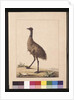 Page 7. New Holland Cassowary. Now known as an Emu, c.1789-90 by Sarah Stone