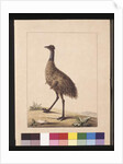 Page 7. New Holland Cassowary. Now known as an Emu, c.1789-90 by Sarah Stone