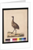 Page 7. New Holland Cassowary. Now known as an Emu, c.1789-90 by Sarah Stone