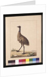 Page 7. New Holland Cassowary. Now known as an Emu, c.1789-90 by Sarah Stone